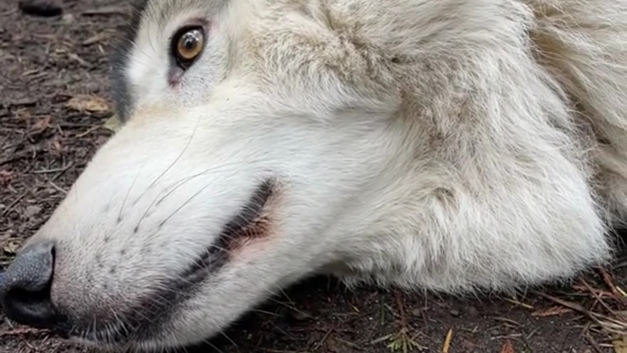 When you want to howl but, belly rubs are so much more important! Max the 8 yesr old gray wolf