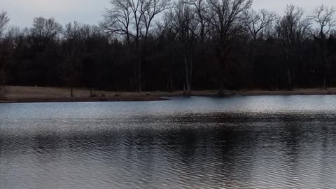 Bald Eagle Fishing