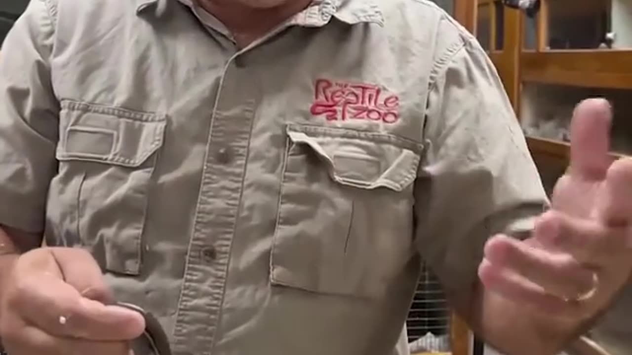 HATCHING A BABY PYTHON