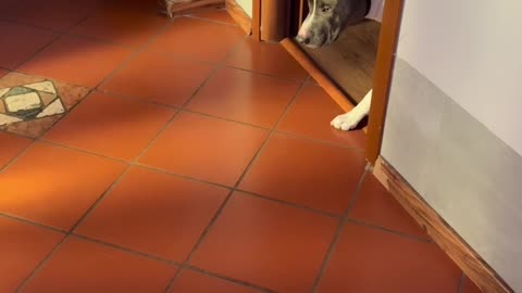 Sneaky Dog Can't Be Seen Until Last Second