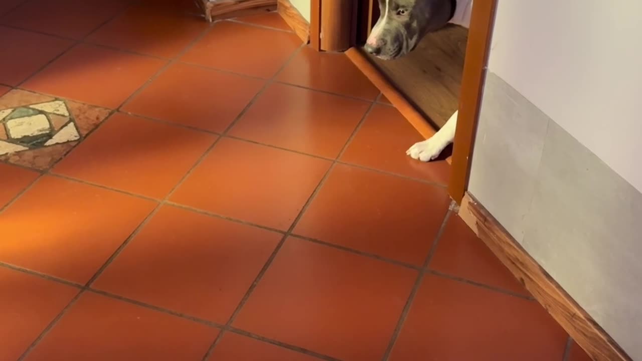 Sneaky Dog Can't Be Seen Until Last Second