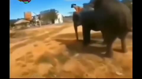 Funny Animal reacting to Betrayal : 😂🤣😜🤪