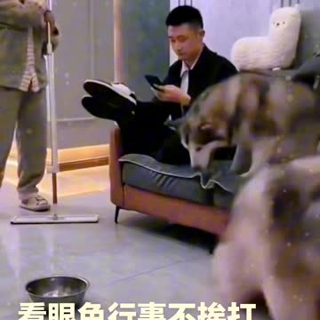 Dog Education Funny Video Education Funny Video 2025 skc.com 87