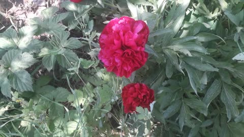 Peonies are a spring greeting