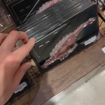 Unveiling the Ultimate Dinosaur Safari: A Thrilling Adventure You Can’t Miss!