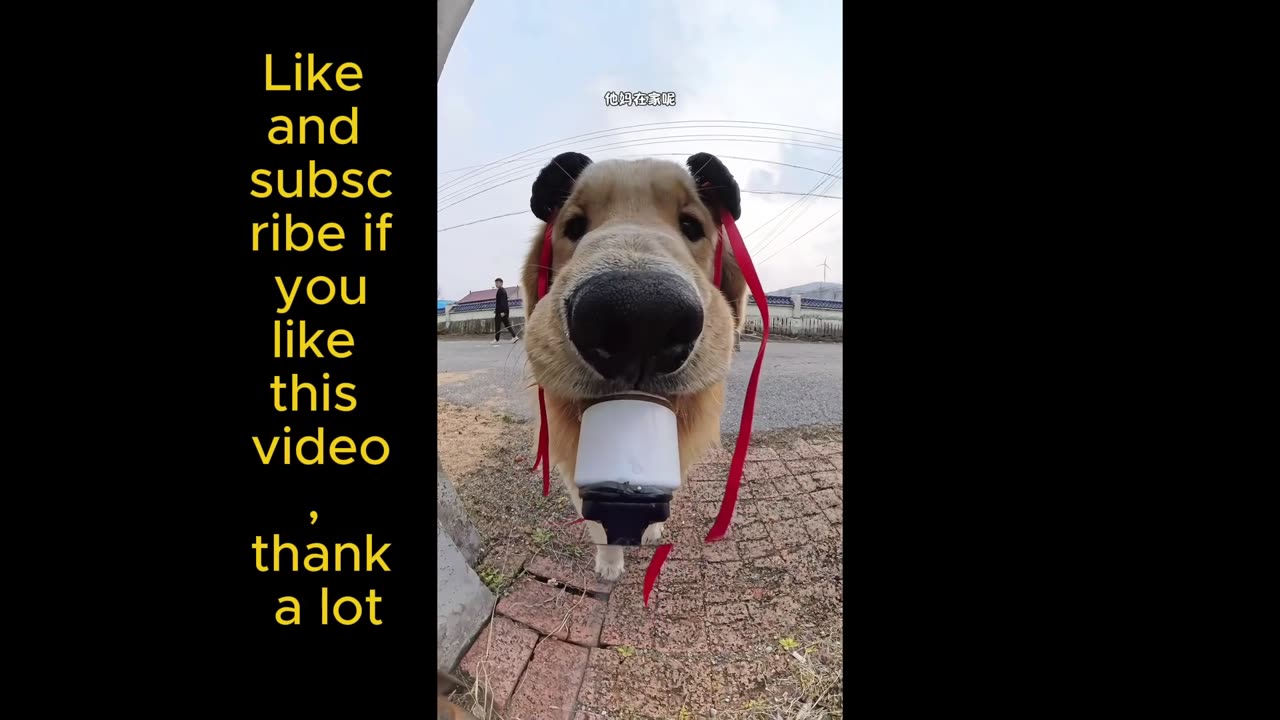 Dog Live Cam