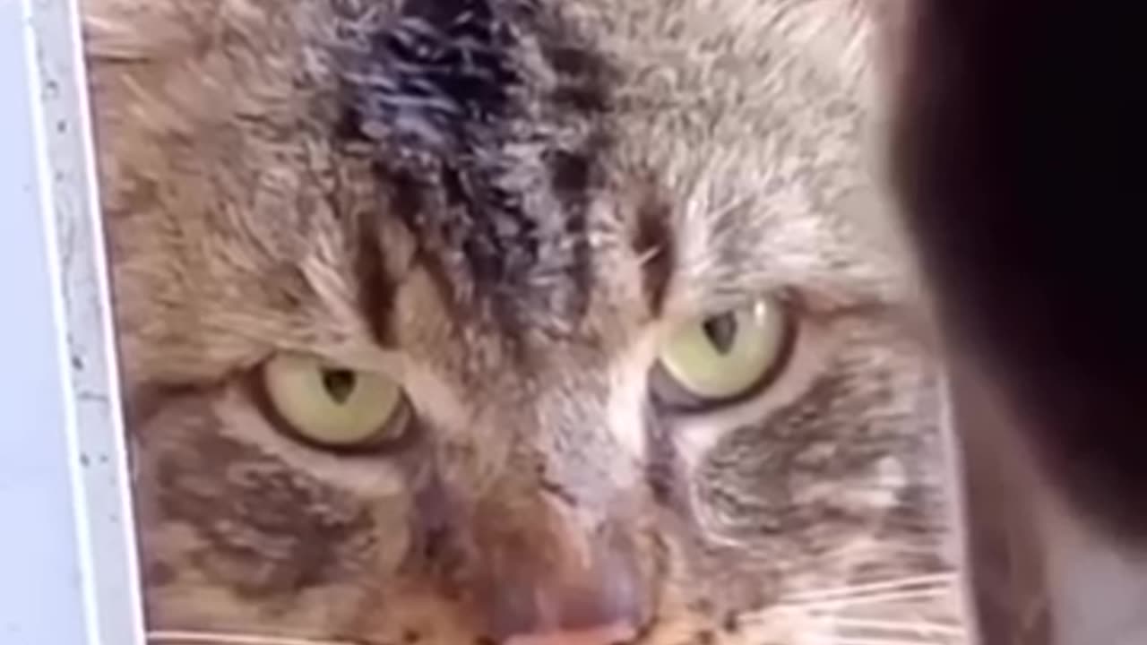 WHO'S THE BOSS?| Paws, Claws, and Wings: The Ultimate Comedy Trio! πΎπΉπ¦β¨