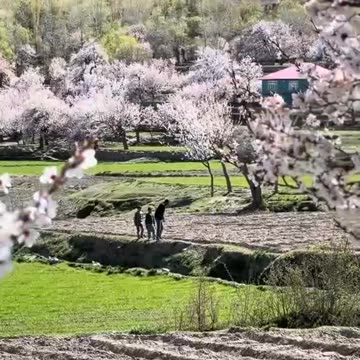 Chery tree in season