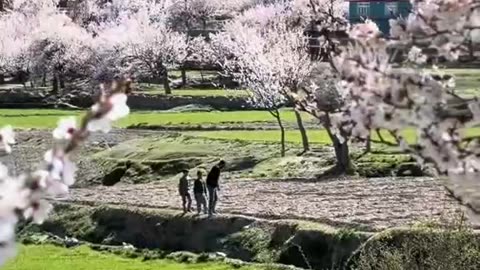 Chery tree in season