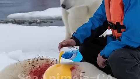 The mother polar bear pleaded with the fisherman to save her injured cub from barnacles.