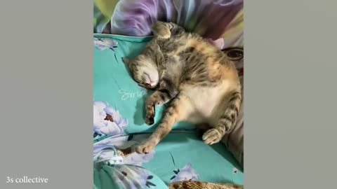 Life’s Never Boring With These CATS Around! 😹 Funny Cat Video 2025.mp4