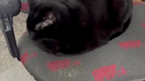 Precious Piper is an Exceptionally Cute Loaf - Adopting a Cat from a Shelter Vlog #shorts