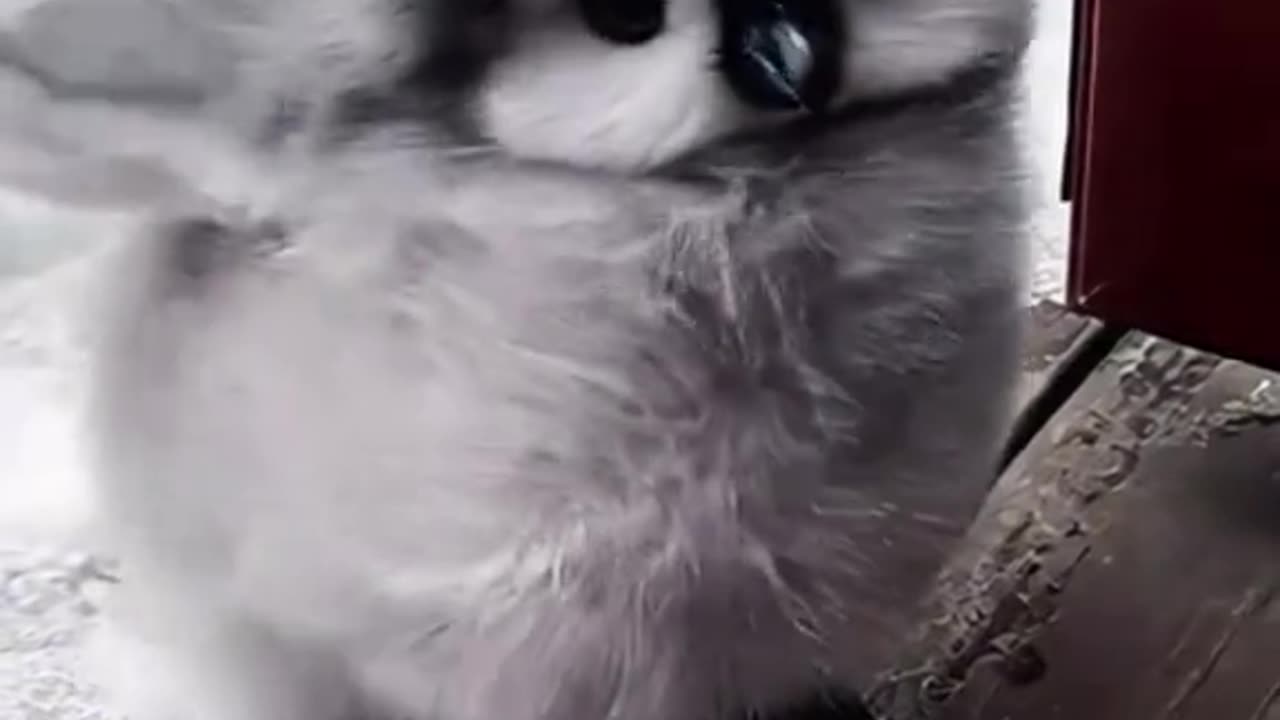 Cute cute
