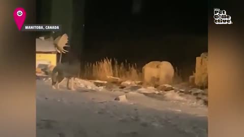 ADORABLE Baby Animal Videos _ 20 Minutes Of Cute Baby Animals