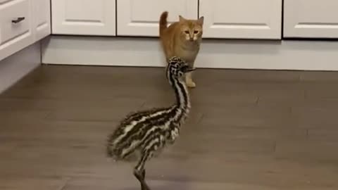 Emu and a cat