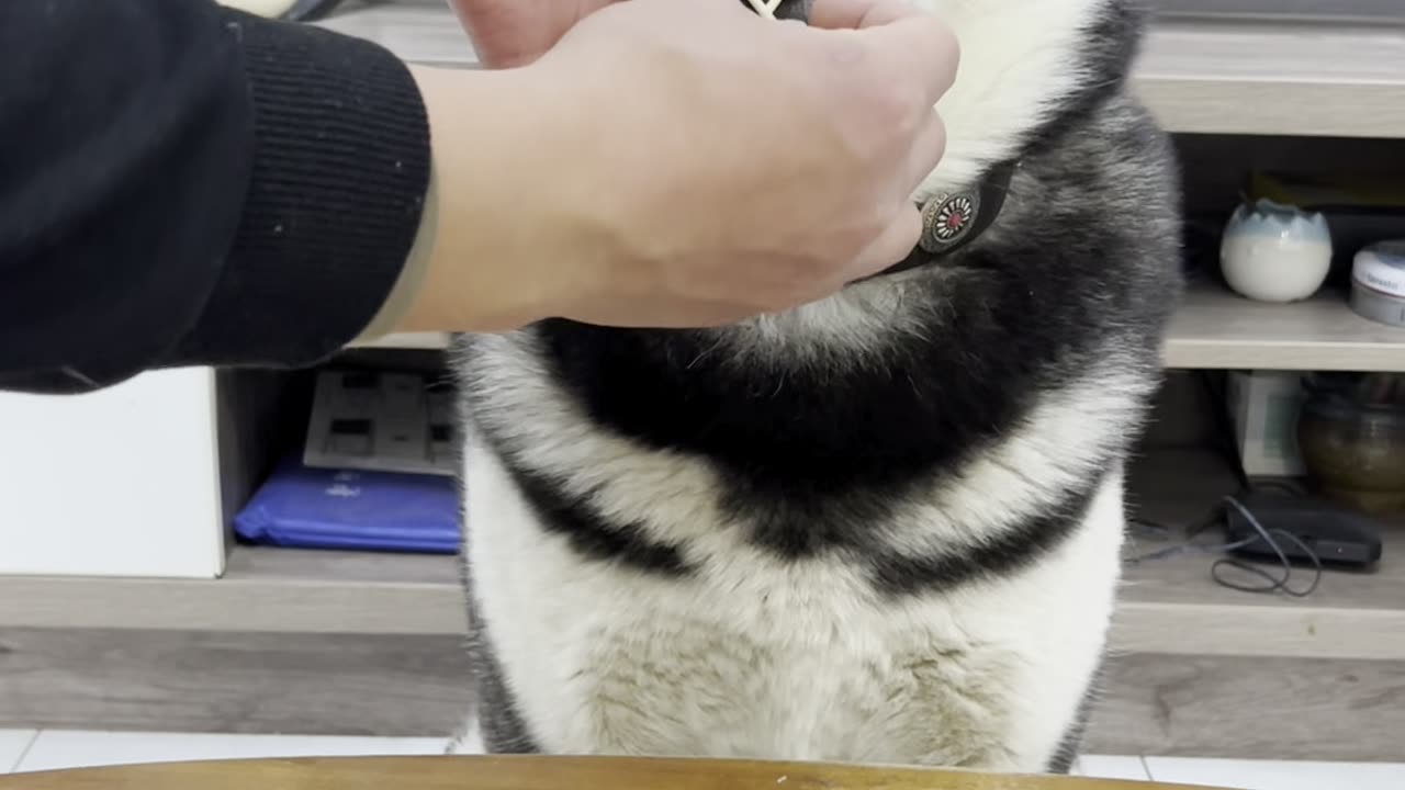 Hilarious Husky Moments! Crazy, Cute & Funny Dog Reactions! #FunnyPets #Husky #DogLover #USAOnly