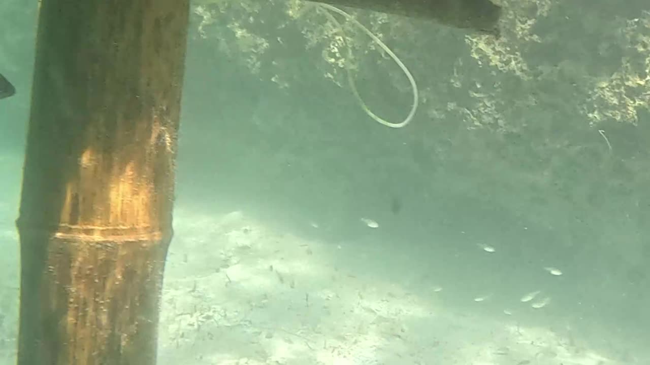 Morning Snorkeling