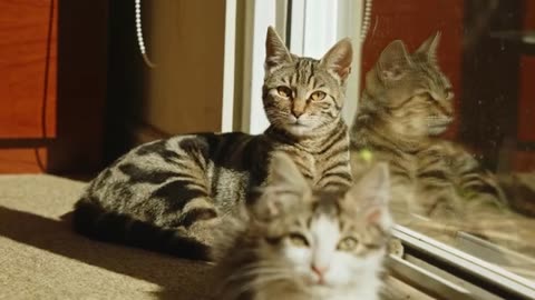 Cat Magic: Heartwarming Moments with Cats & Kittens