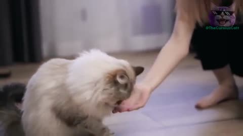 8 SECRET WAYS to Tell Your Cats YOU LOVE THEM!