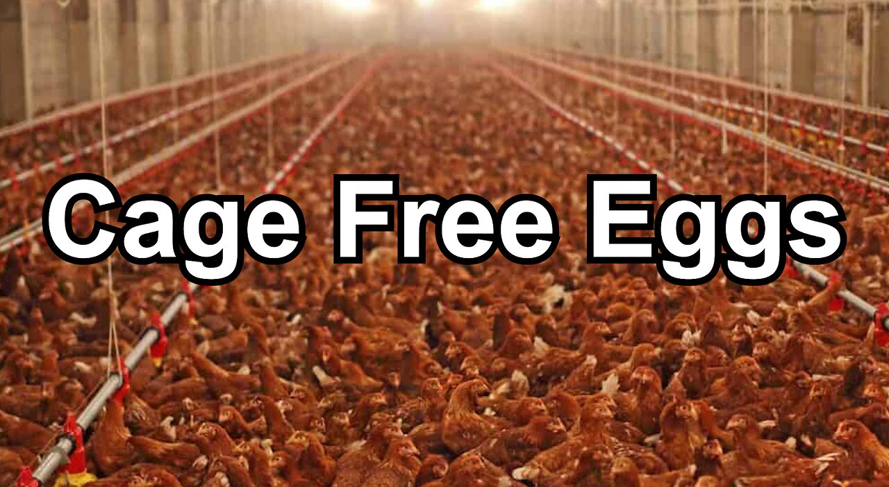 Cage Free Eggs