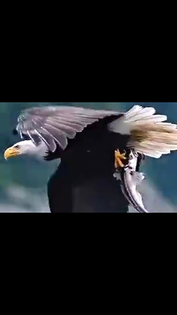 THE MISSIONARY QUESTION - DAILY DEVOTIONAL ❤️