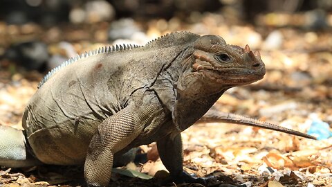 Iguana Rinoceronte: El Gigante del Caribe y Sus Secretos