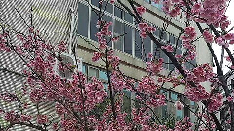 A Fleeting Encounter: Cherry Blossoms, Japanese White Eyes, and the Beauty of Distance 邂逅櫻花與綠繡眼的詩意時刻