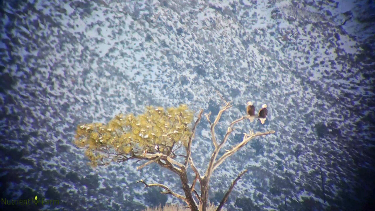 Nutrient Farm Scenery #48 - Twin Bald Eagles with 60x optical lens