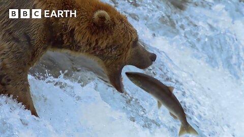 Fantastic Fish Feast for a Group of Grizzlies