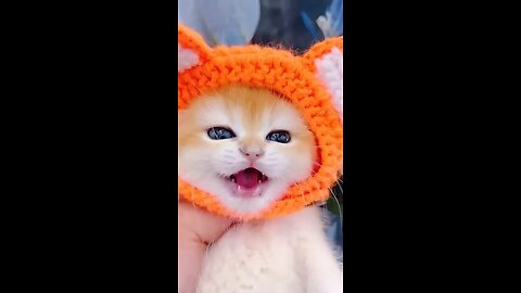 #cats #catsmemes #catsfunny cats funny video for laughing