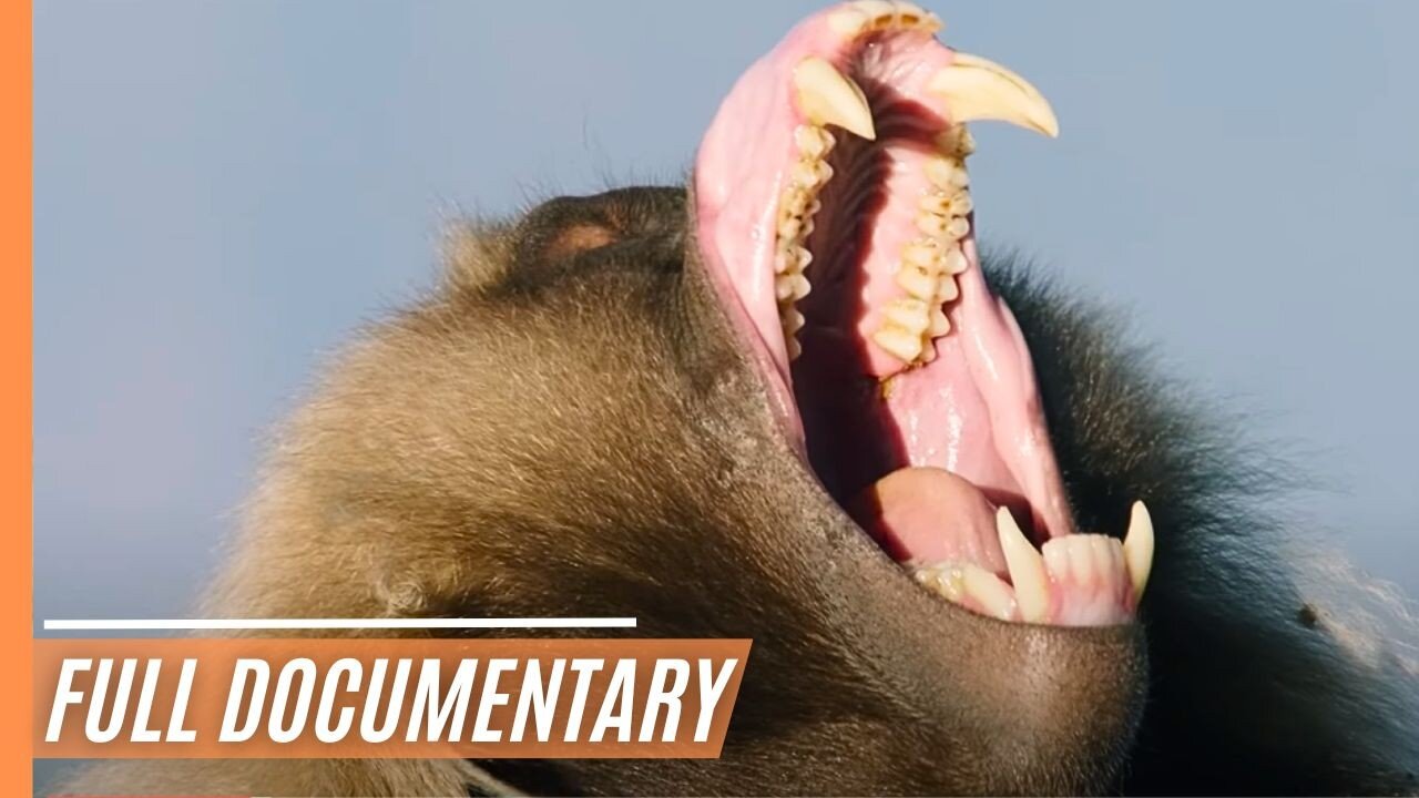 The cradle of mankind - A journey through Ethiopians wildlife _ Full Documentary