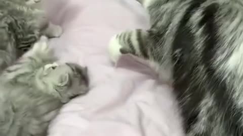 Playing of kitten