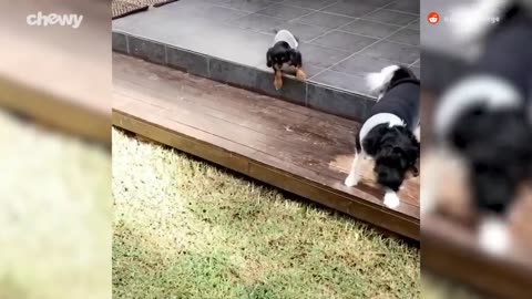 Funny dogs