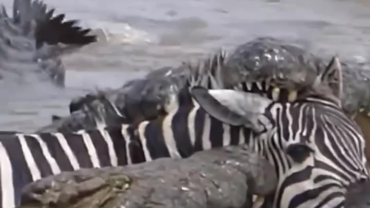 "The poor zebra being eaten alive by crocodiles"