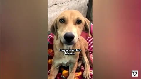 Cool Dog Story ..