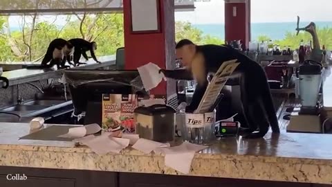 New funny animals video