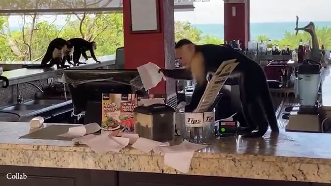 New funny animals video