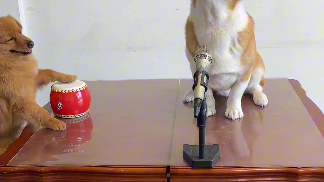 When a Dog Becomes a Drummer & Singer Duo! 😂🎤🐶 #HilariousPets