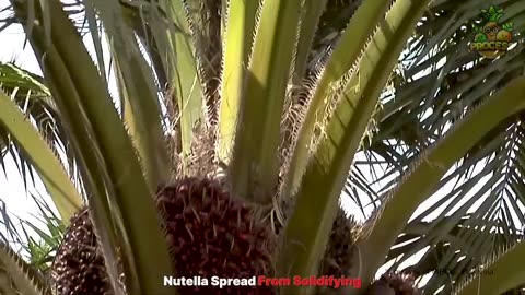 "Inside the Nutella Factory: Unveiling the Secrets of Chocolate Spread Production!"