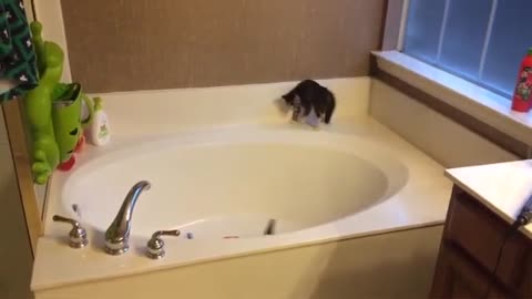 Cat-tastrophic Fails & Drama Kings: The Ultimate Feline Bloopers!"