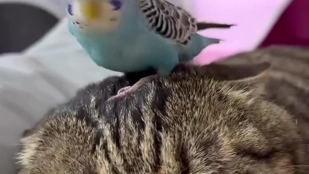 Bird & cat