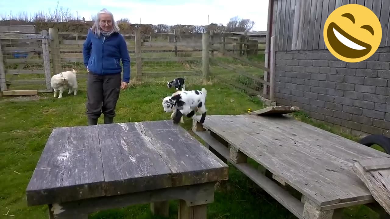 “Animal shenanigans are out of control!” 🤣🐾