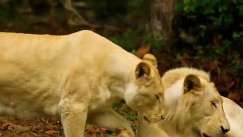 IMMERSIVE WILDLIFE IN 8K HDR !!ULTRA HD !! NATURE VIDEO !!!!