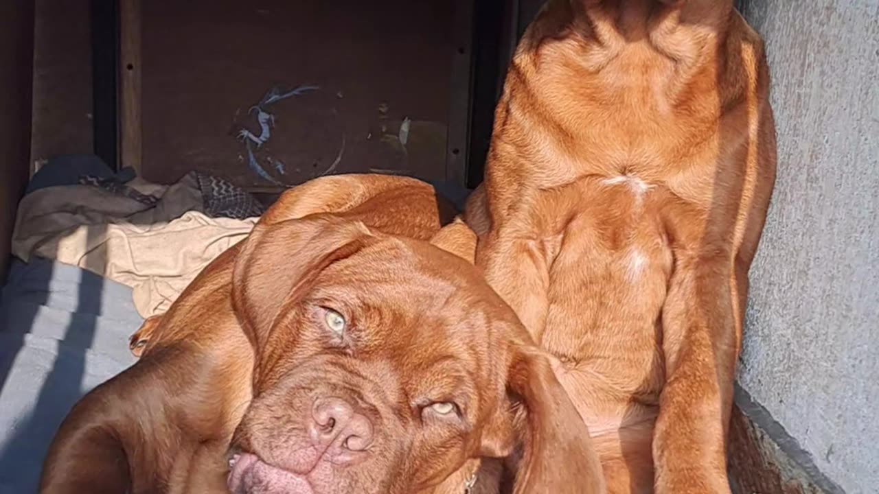 Baby Dana & Dany!!! 🐶🐶 #rumble #shorts # funny #mastiff