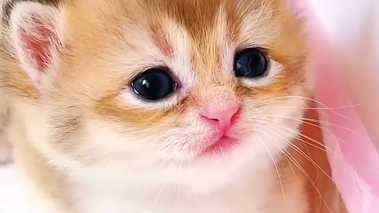 Kitten meow 😻🫣