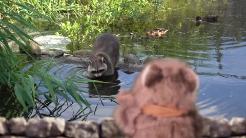 Zoo Animals with Nebby