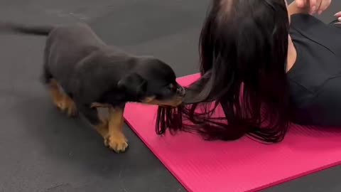 Yoga with puppies