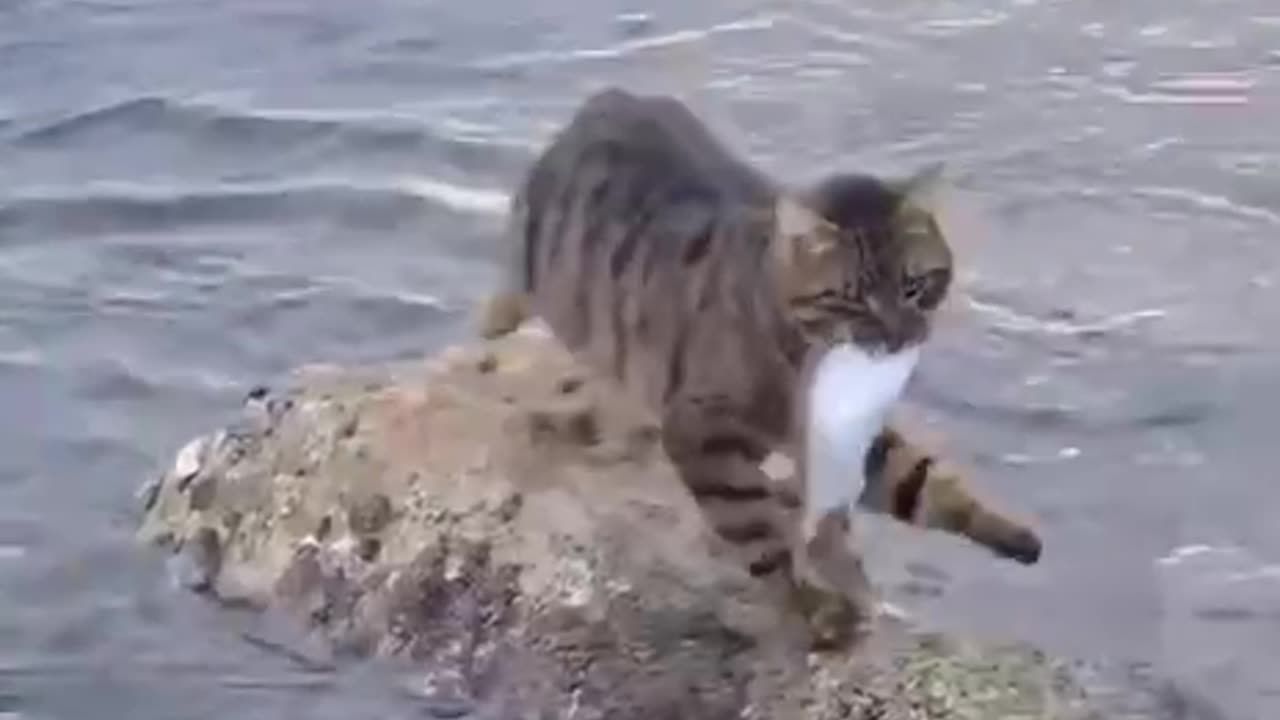 Canada revenue agency explained