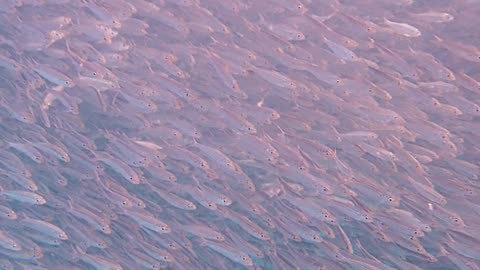 Tarpon Chasing a Bait Ball of Sardines