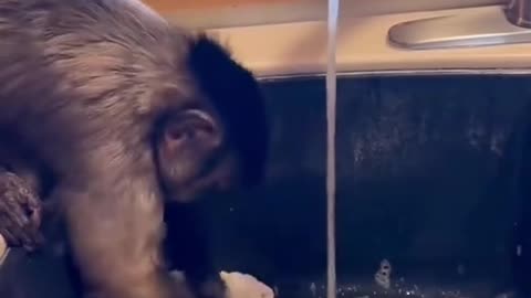 Mind-Blowing! A Monkey Helps with the Dishes!